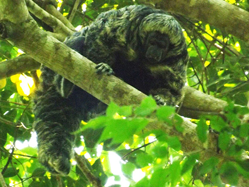 Pesquisadores do Laboratório de Mastozoologia do Programa de Pós-Graduação de Ciências Ambientais da Universidade do Estado de Mato Grosso descobriram o que pode ser uma nova espécie de macaco, na região de transição entre Amazônia e Pantanal mato-grossense