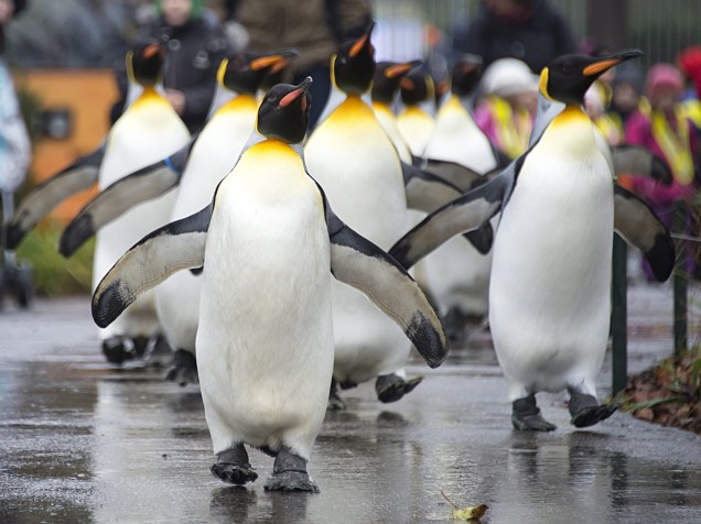 Pinguins andam pelo zoológico de Basilea, na Suíça. Por necessitarem de baixas temperaturas, os animais só podem caminhar na parte externa durante o inverno