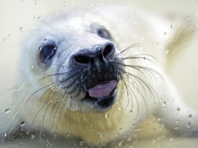 Uma foca cinzenta bebê lambe uma caixa de vidro em Friedrichskoog, na Alemanha. O animal será mantido em cativeiro até atingir o peso mínimo de 45 kg para ser lançado em ambiente natural
