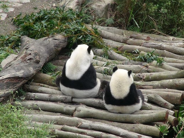 Em Taiwan, um filhote de panda gigante e sua mãe foram vistos juntos no zoológico de Taipei