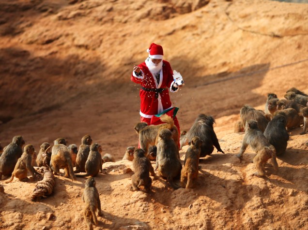Vestido de Papai Noel, funcionário alimenta macacos no zoológico de Kunming, na China
