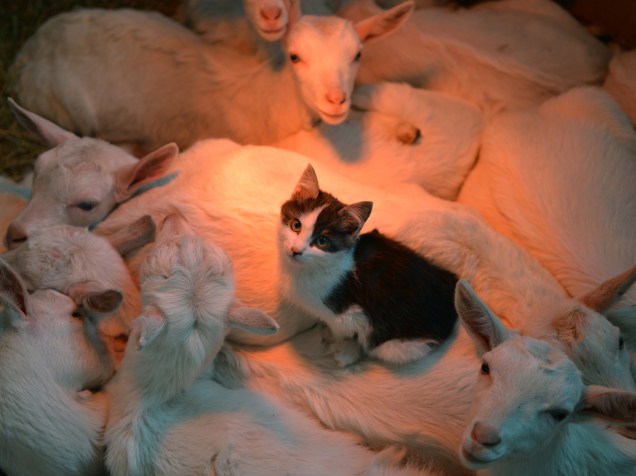 Gato dorme ao lado de cabras para ficar aquecido em fazenda de Stavropol, na Rússia