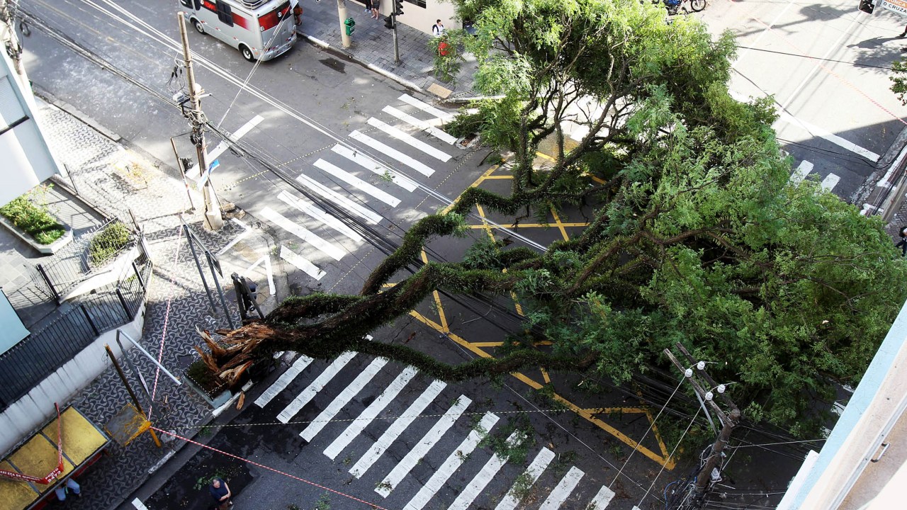Árvore caída na esquina das ruas Cubatão e Eça de Queiroz, no bairro da Vila Mariana, na zona sul de São Paulo, após forte chuva que atingiu a cidade na madrugada desta segunda-feira - 29/12/2014