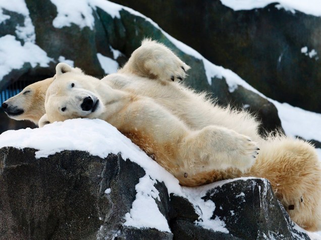 Dois ursos polares relaxam na neve em seu recinto no zoológico Schoenbrunn em Viena, na Áustria - 30/12/2014