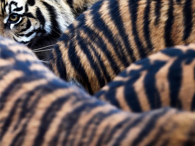 Filhotes de tigre de Sumatra e seus pais foram fotografados em seu recinto no zoológico de Londres durante realização do balanço anual e contagem dos animais da instituição
