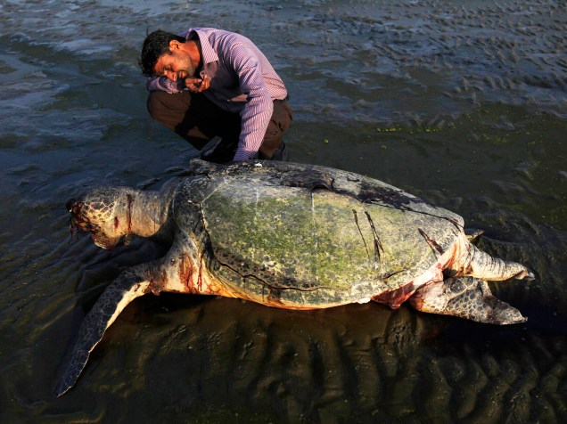 Homem observa uma tartaruga verde morta na praia de Clifton, em Karachi, no Paquistão