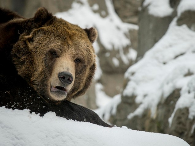 Um filhote de urso foi visto em meio a neve no zoológico do Central Park, em Nova York