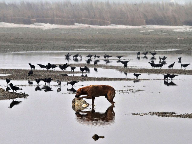 Um cão e um bando de aves vagueam perto de cadáveres, nas margens do rio Ganges, no estado indiano de Uttar Pradesh - 14/01/2015