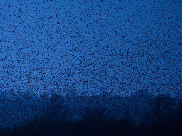 Milhares de estorninhos voam sobre pântanos antes de retornar para seus ninhos durante o crepúsculo perto Glastonbury, em Somerset, no sudoeste da Inglaterra - 14/01/2015