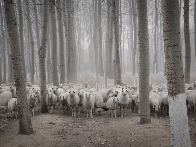 Em Pequim, na China, um rebanho de ovelhas caminhada em meio a neblina