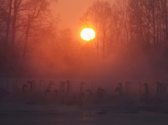 Cisnes nadam sobre um lago, com a temperatura em cerca de 35 graus negativos durante o pôr do sol na região de Altai, na Rússia