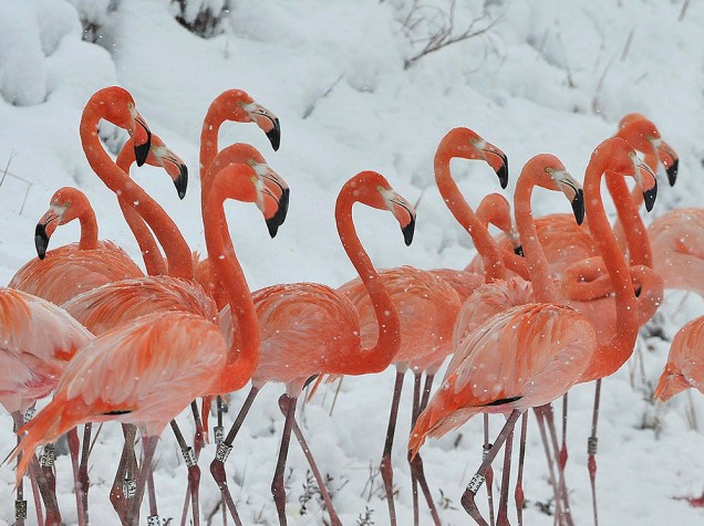Flamingos andam na neve no zoológico de Hefei, na China