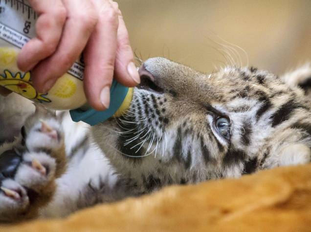 Filhote de tigre chamada Alisha é alimentada com uma mamadeira no Zoológico de Berlim, na Alemanha. Alisha é a única sobrevivente de sua ninhada, pois sua mãe não tinha leite suficiente para alimentar todos os filhotes - 02/02/2015