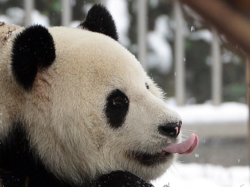 O panda gigante Weiwei tenta pegar flocos de neve com a língua dentro de sua jaula, no zoológico de Wuhan, na província de Hubei, na China