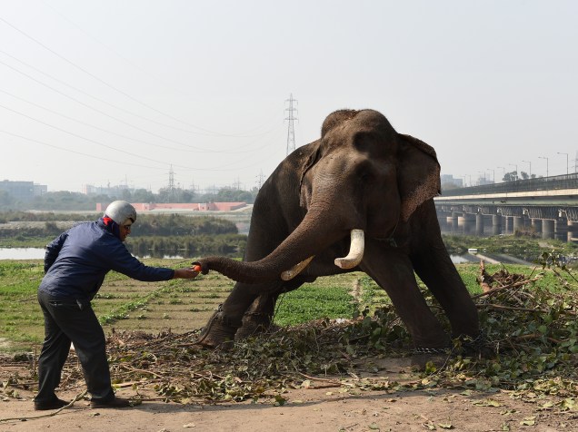 Indiano alimenta um elefante, que é usado em casamentos para carregar os noivos, nas margens do rio Yamuna, em Nova Délhi