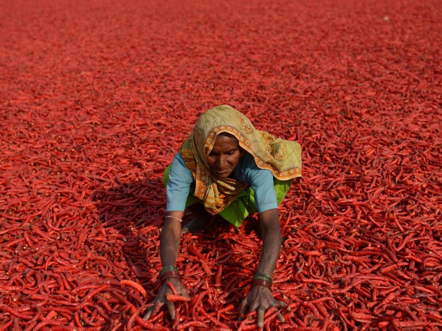 Mulher trabalha numa fazenda em Ahmedabad, na Índia, secando pimentas recém apanhadas