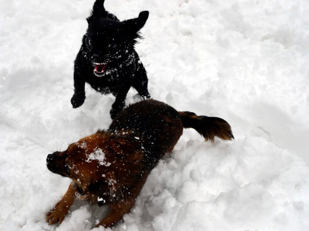Cães brincam na neve do parque Florida, na cidade de Basque, na Espanha