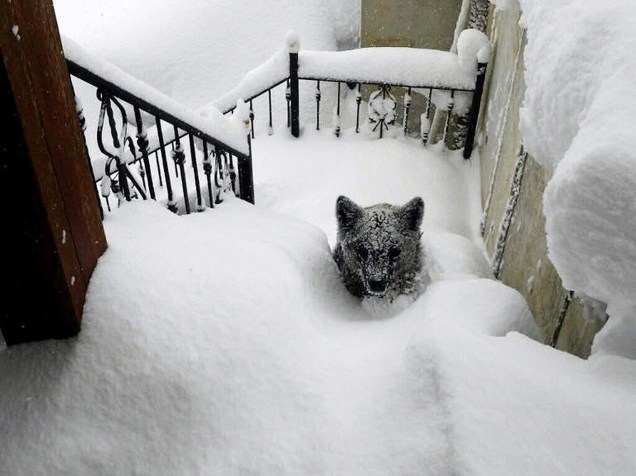 Um filhote de urso foi fotografado a poucos passos da porta de uma casa no município de Prioro, província de León, na Espanha, após uma tempestade de neve - 09/02/2015