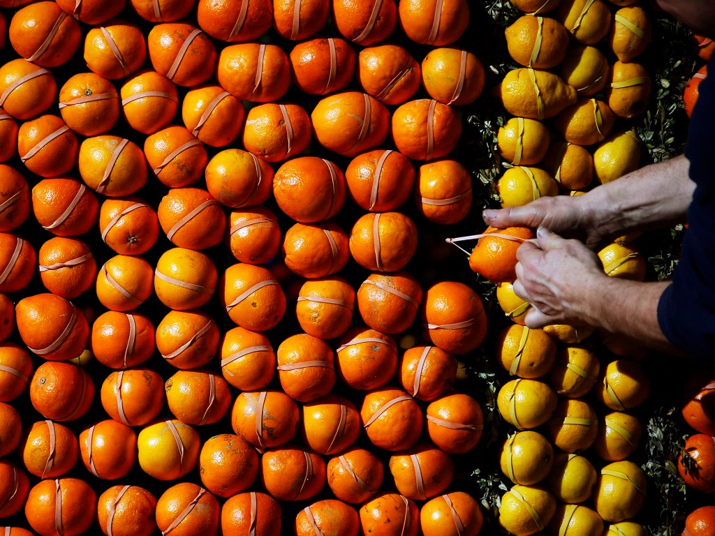 Produtor dá os últimos toques na lavoura de limão e laranja, durante a preparação para o 82º Festival do Limão em Menton, na França