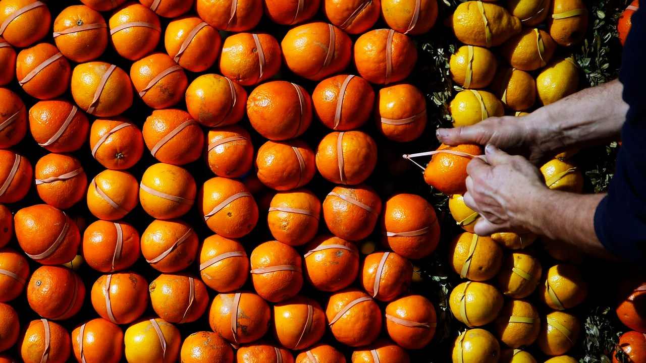 Produtor dá os últimos toques na lavoura de limão e laranja, durante a preparação para o 82º Festival do Limão em Menton, na França
