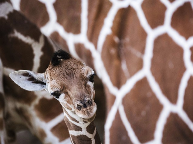 Um filhote de girafa junto a sua mãe Malindi no zoológico de Duisburg, na Alemanha