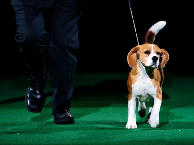 A Beagle Miss P leva o prêmio de Melhor do Show durante o 139º Dog Show na Madison Square Garden, em Manhattan, Nova York