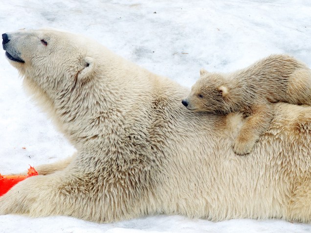 Filhote de urso polar descansa sobre as costas de sua mãe no zoológico de Moscou, na Rússia - 24/02/2015