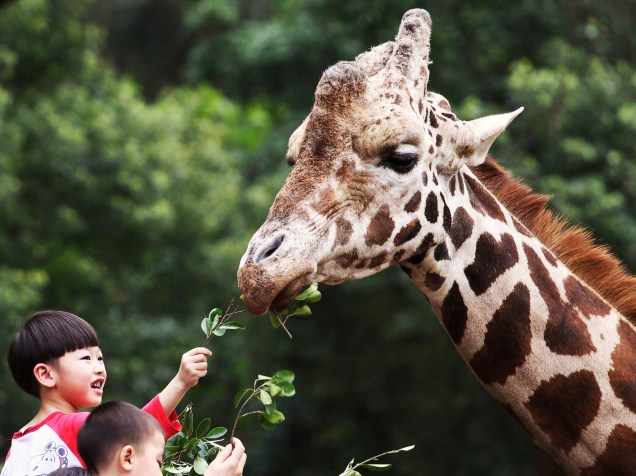 Crianças alimentam uma girafa no zoológico de Guangzhou, na China - 26/02/2015