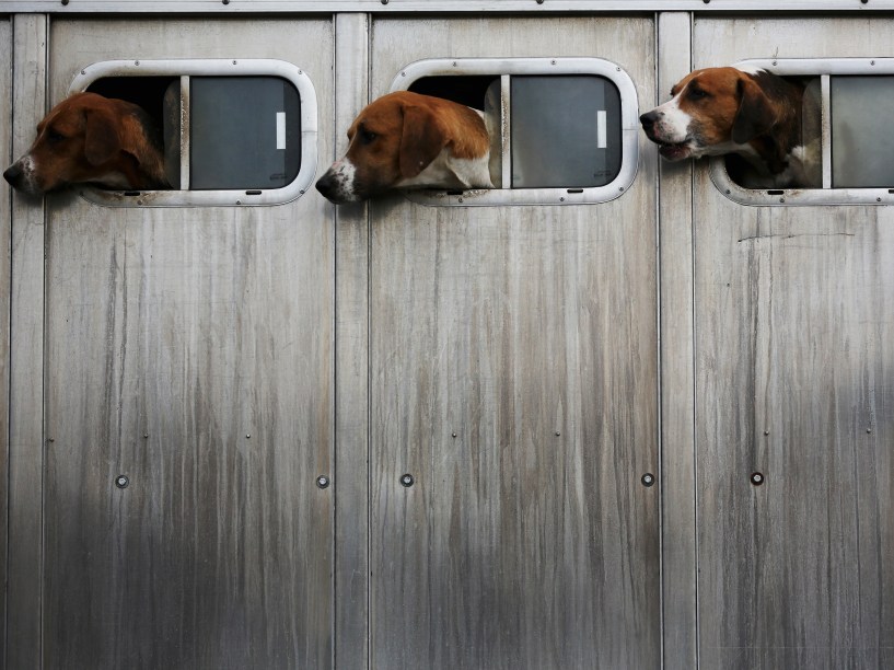 Cães esperam por seu mestre antes de uma caçada em Bosworth, na Inglaterra - 05/03/2015