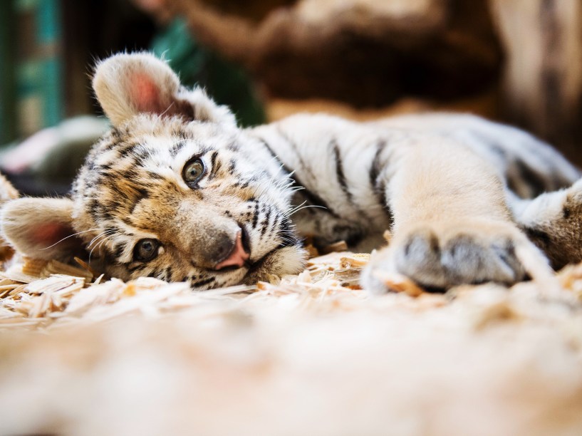 Filhote de tigre siberiano com apenas duas semanas de idade, é cuidado no zoológico Tierpark, em Berlim - 05/03/2015