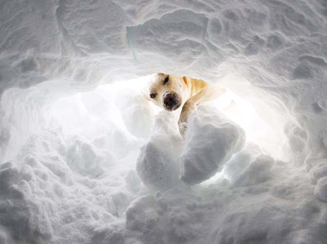 Nanuk, um cão da raça Labrador Retriever, vasculha a neve durante campeonato que reuniu cães de resgate de vítimas em avalanches na cidade suíça de Samedan