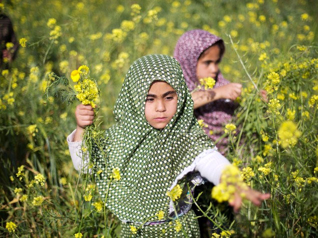 Meninas palestinas colhem flores de mostarda em campo na Faixa de Gaza - 20/03/2015