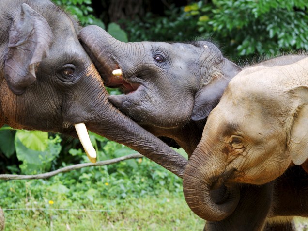 Família de elefantes brincam em um parque de Guangzhou; (China) - 24/03/2015