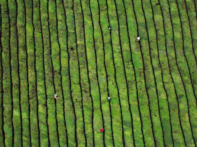 Trabalhadores colhem folhas de chá em uma plantação em Dongyang, província de Zhejiang, na China - 25/03/2015