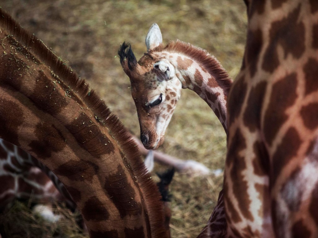 Filhote de girafa entre girafas adultas no zoológico de Paris. O público poderá participar de visitas aos bastidores do parque como parte das comemorações do primeiro aniversário da reinauguração do zoológico