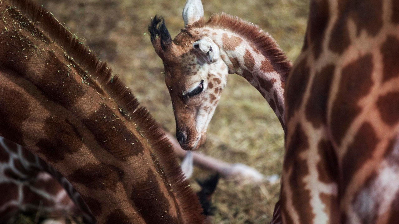 Filhote de girafa entre girafas adultas no zoológico de Paris. O público poderá participar de visitas aos bastidores do parque como parte das comemorações do primeiro aniversário da reinauguração do zoológico