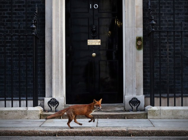 Uma raposa foi fotografada em frente à residência do primeiro ministro britânico David Cameron em Londres - 30/03/2015