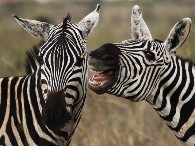 Zebras pastam no Parque Nacional de Nairobi fora da capital do Quênia