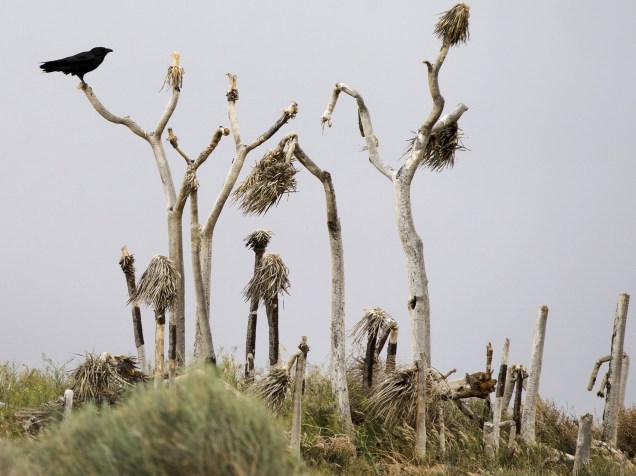 Corvo repousa em árvore morta em Palmdale, Califórnia. O governador Jerry Brown vem tomando medidas para tentar combater a seca que atinge a região - 08/04/2015
