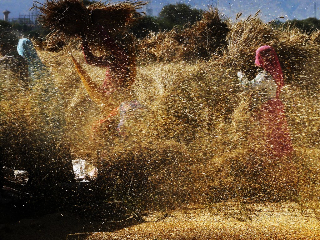 Agricultores debulham uma safra de trigo colhido em uma vila nos arredores de Beawar, no estado de Rajasthan na Índia - 09/04/2015