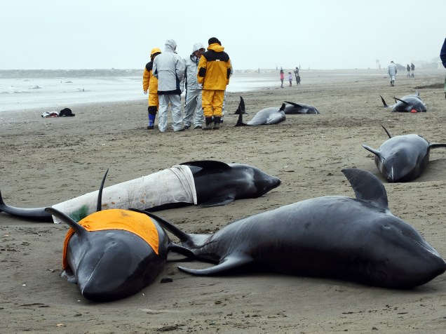 Cerca de 150 golfinhos da espécie cabeça-de-melão foram encontrados encalhados na costa da cidade de Hokota, nordeste de Tóquio