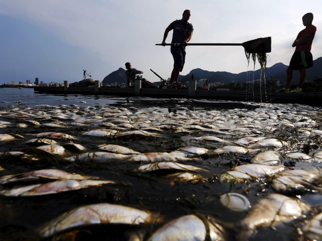 Peixes mortos são retratados na lagoa Rodrigo de Freitas, no Rio de Janeiro enquanto atletas de remo realizam sessão de treinamento. Toneladas de peixes mortos já foram retirados da lagoa desde a semana passada - 13/04/2015