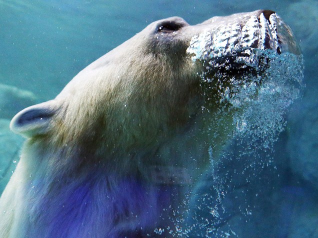 Um urso polar, vindo da Rússia em dezembro do ano passado, é retratado no Aquário de São Paulo antes de sua apresentação oficial ao público que será na próxima quinta feira -  14/04/2015