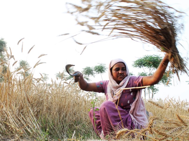 Mulher indiana colhe a safra de trigo na vila Dakhla, perto de patiala, Índia - 14/04/2015