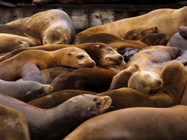 Leões marinhos se reúnem em uma doca flutuante, em San Francisco, Califórnia, EUA, nesta segunda-feira (04)