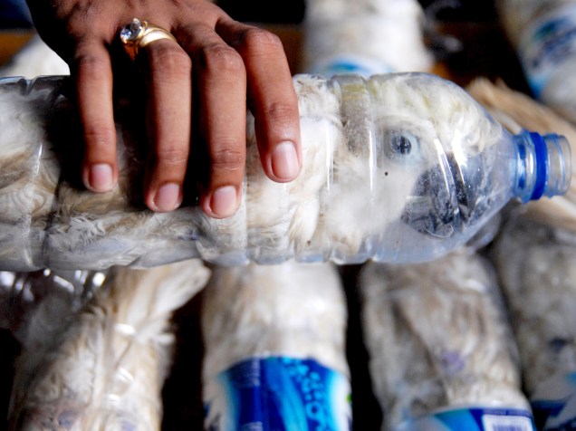 Policial segura espécie de cacatua que estava sendo contrabandeada dentro de garrafas pet na alfândega, em Tanjug Perak, na Indonésia