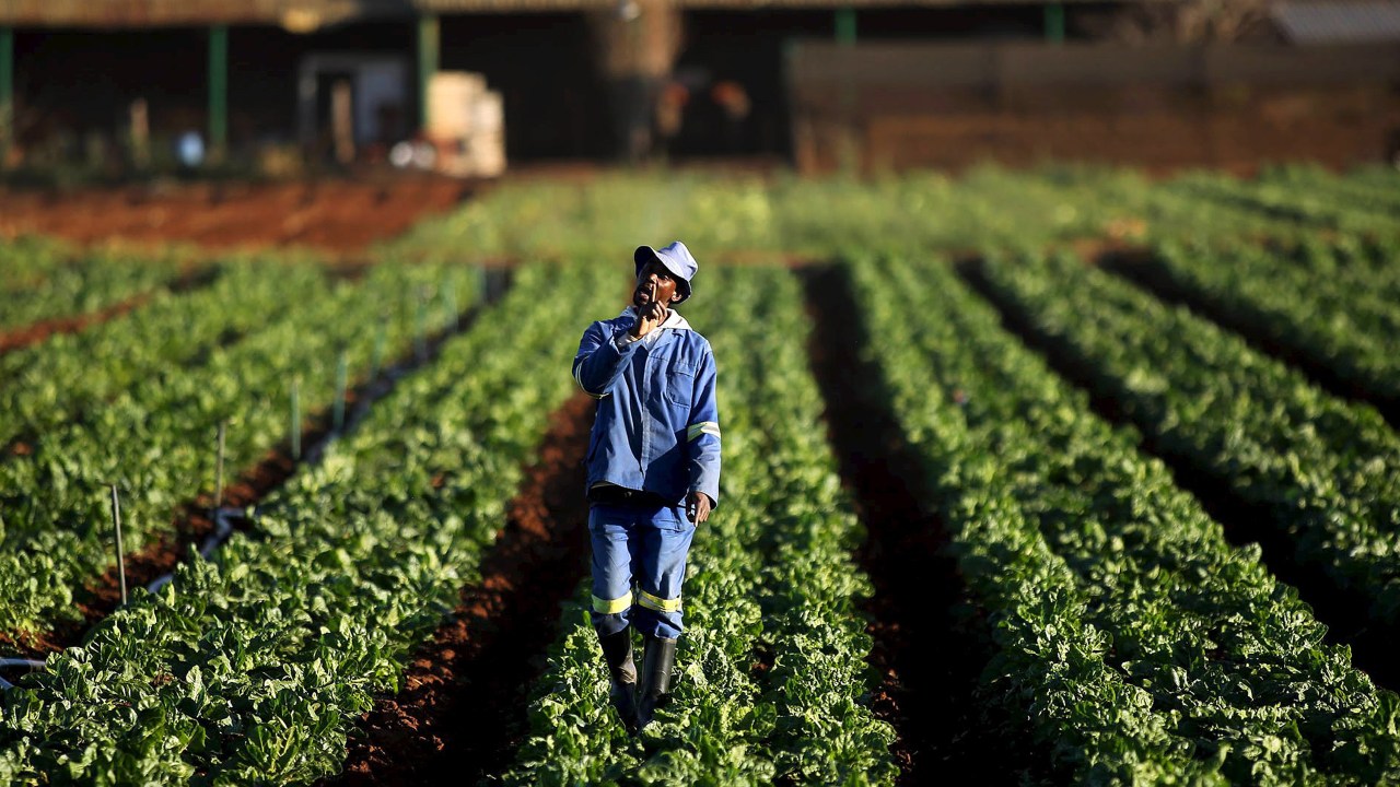 Trabalhador rural caminha entre fileiras de vegetais em uma fazenda de Eikenhof, sul de Joanesburgo - 13/05/2015