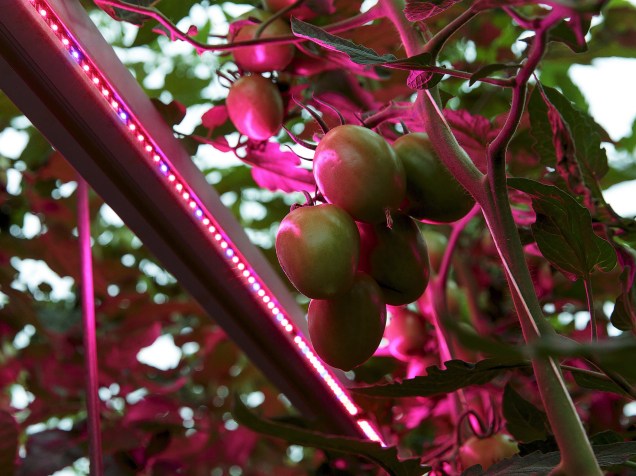 Luzes artificiais de alta tecnologia são utilizadas para estimular o crescimento de tomates, na Holanda - 28/05/2015