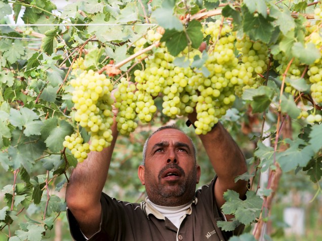 Fazendeiro palestino trabalha em lavoura de uvas em Rafah, ao sul da Faixa de Gaza - 01/06/2015
