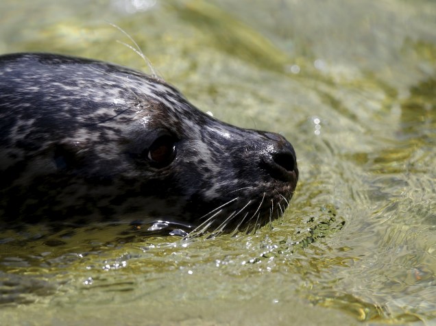 Uma foca nada em aquário no zoológico de Antuérpia, na Bélgica - 01/062015